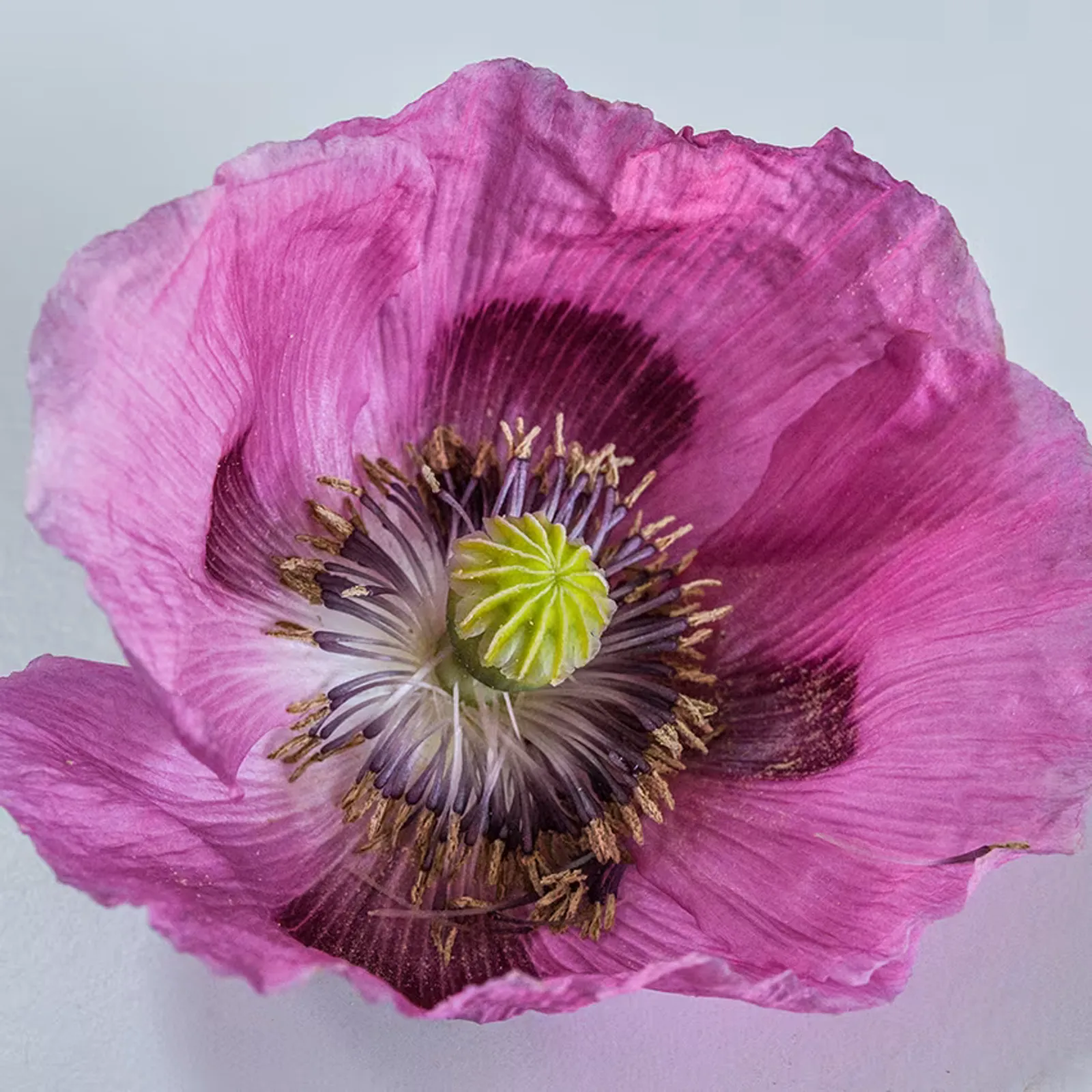 Florist Pepperbox Poppies
