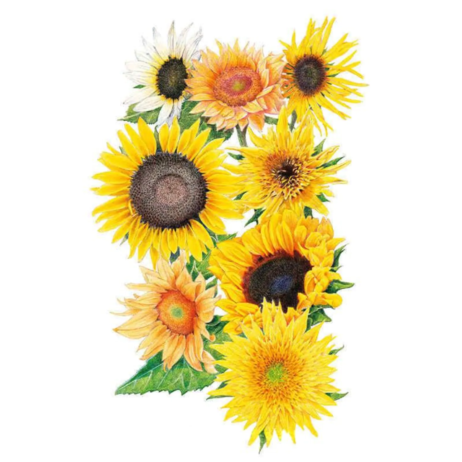 Florist's Sunny Bouquet Sunflower