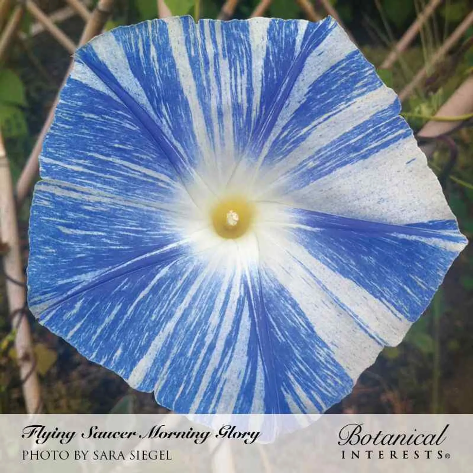 Flying Saucer Morning Glory