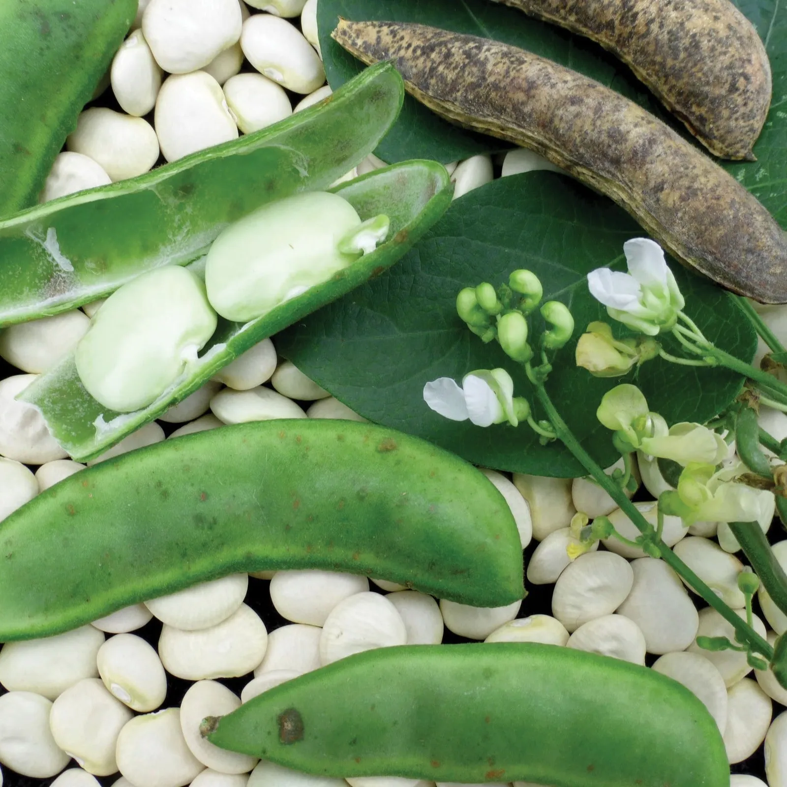 Lima Fordhook 242 Beans