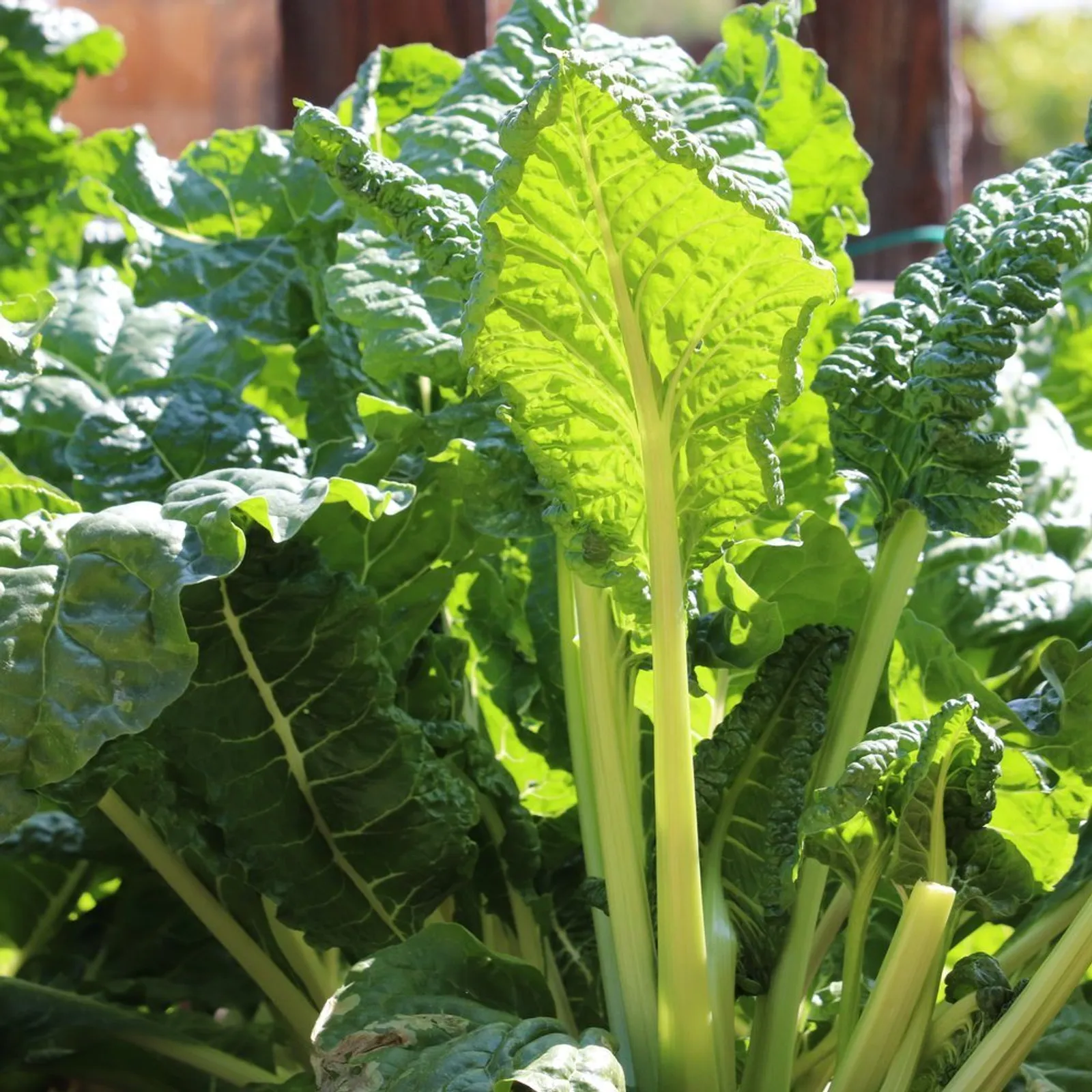 Fordhook Giant Chard