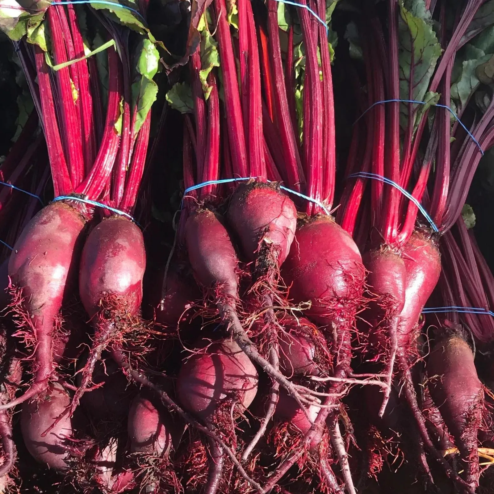 Formanova Beets