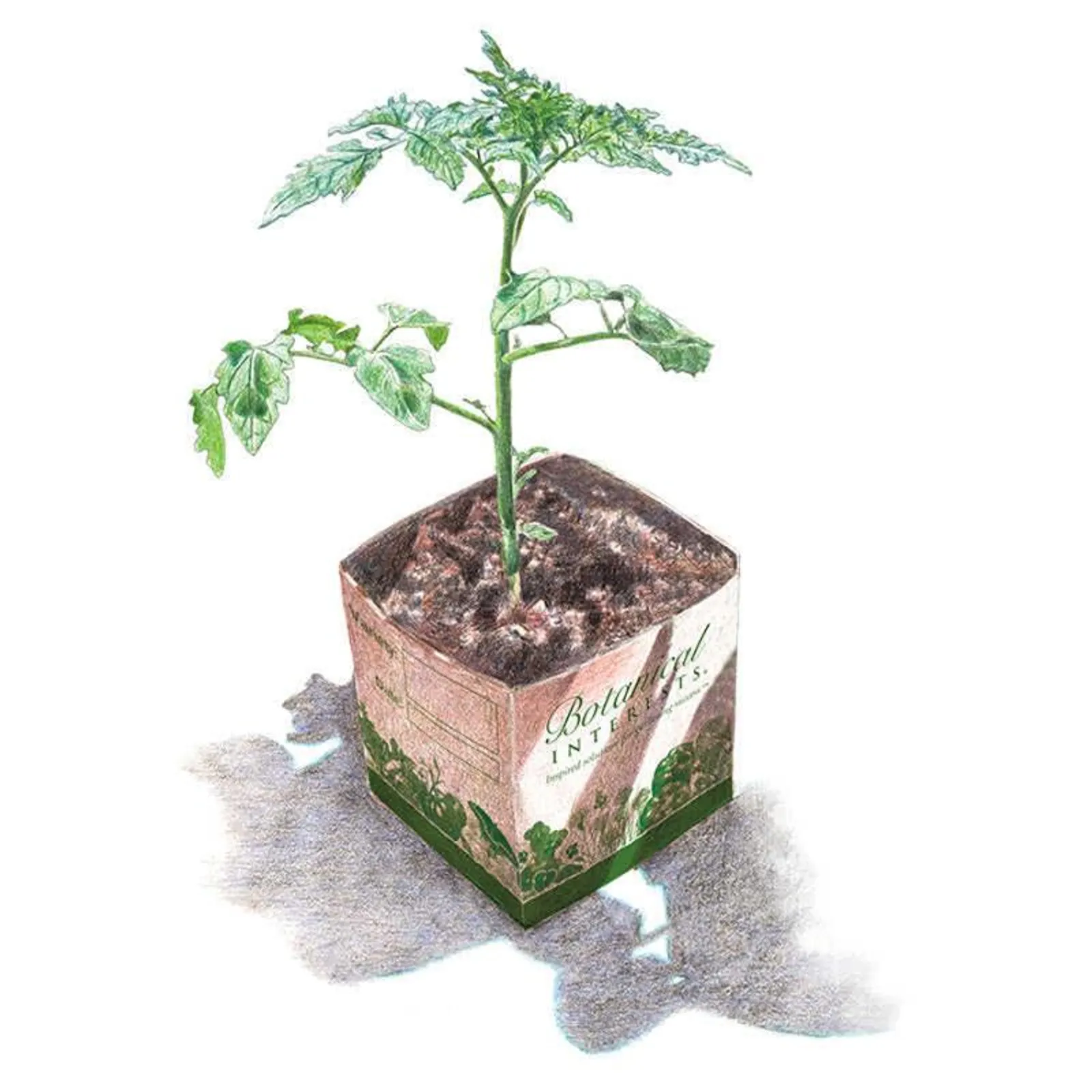 Fortamino Tomatoes