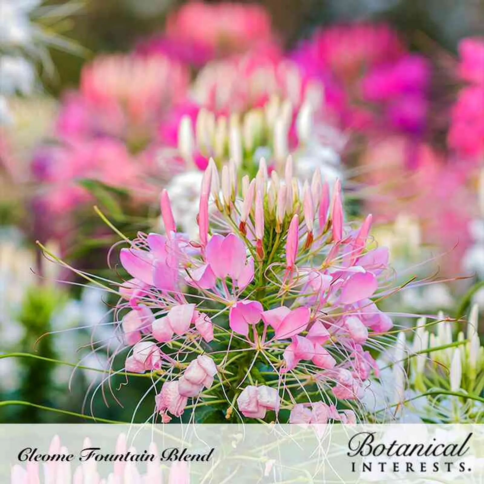 Fountain Blend Cleome (Spider Flower) Cosmos
