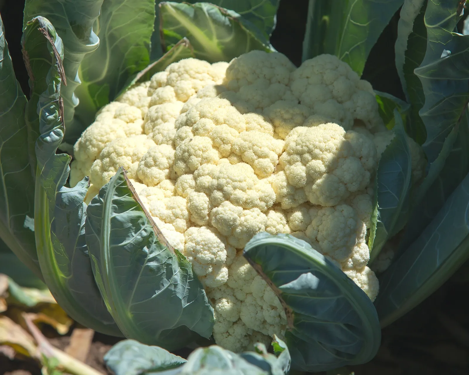 Freedom Cauliflower