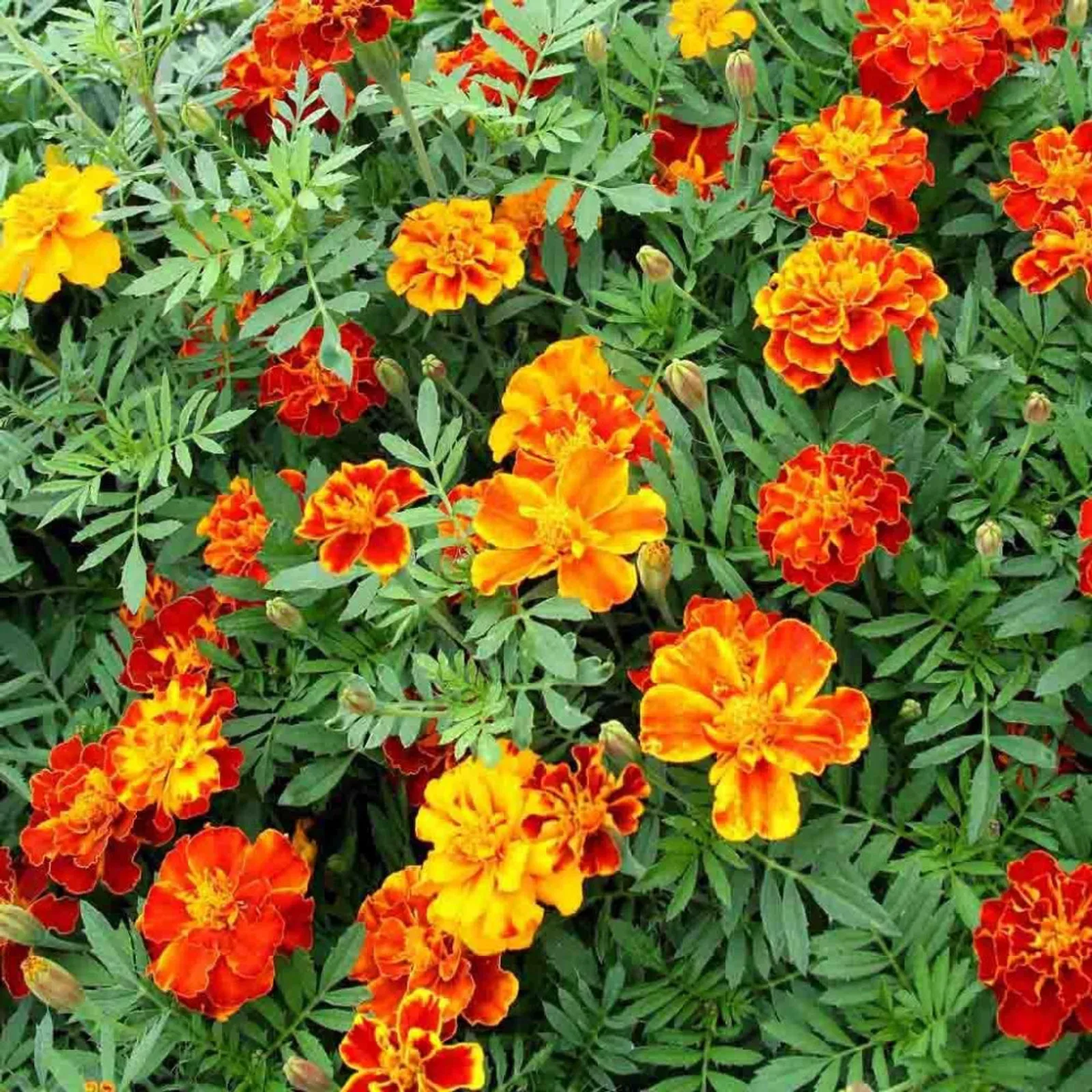 French Double Dwarf Marigold