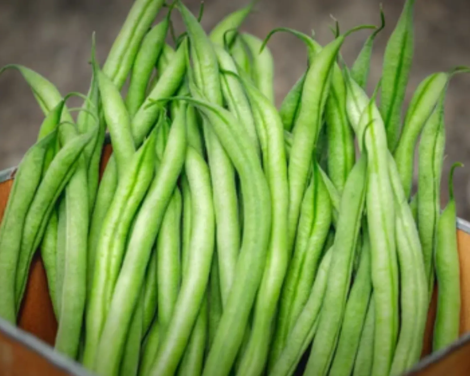 French Filet Stringless Beans