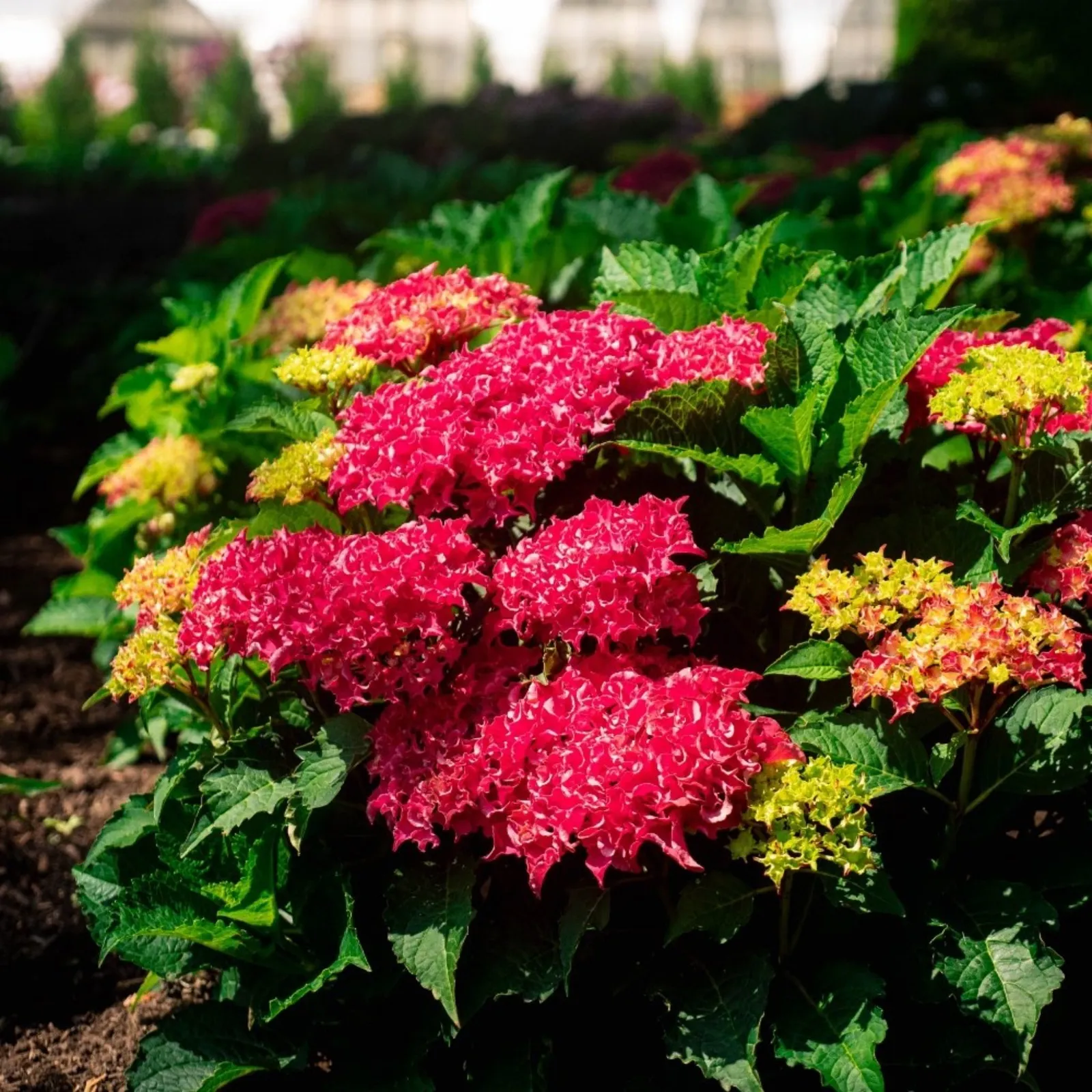 Frill Ride Hydrangea