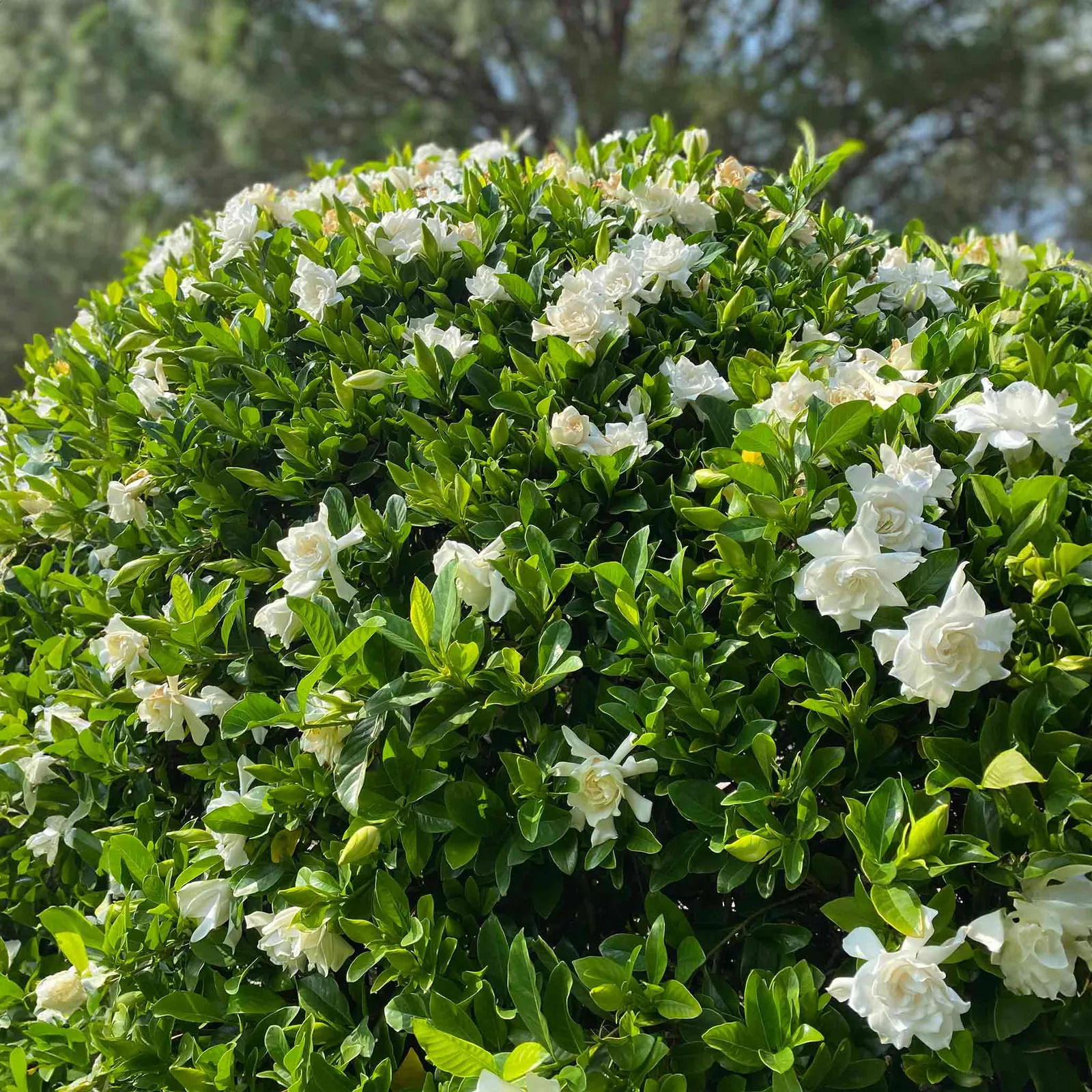 Frostproof Gardenia