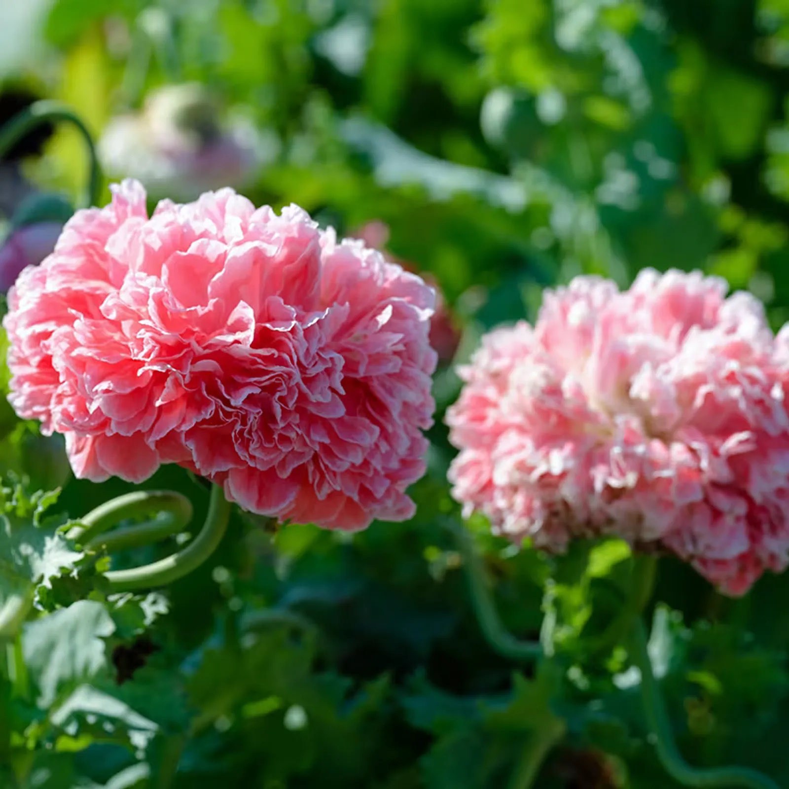 Frosted Salmon Poppies