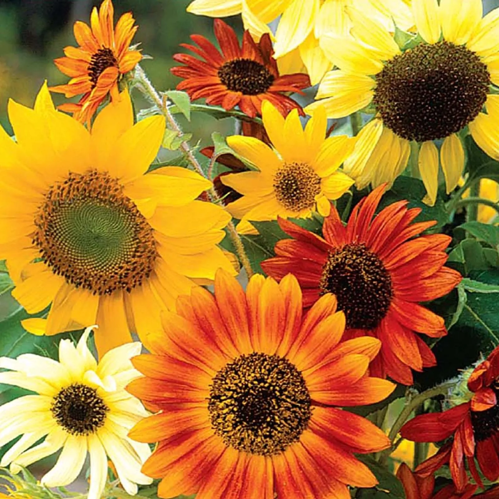 Fun Sunny Hybrid Mix Sunflower