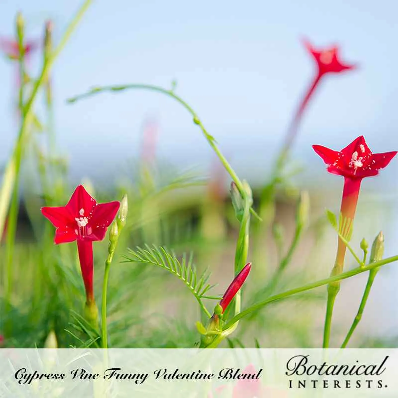 Funny Valentine Blend Cypress Vine Morning Glory