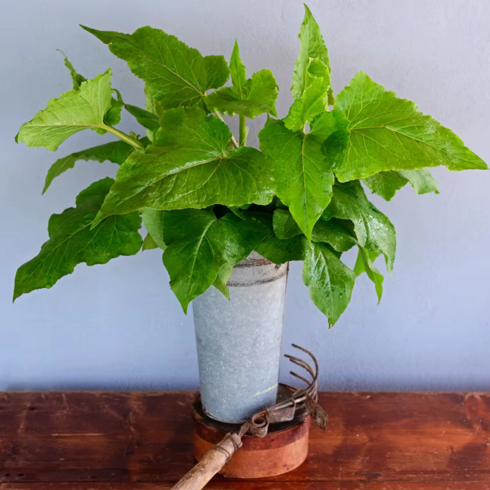 Gabonese Sorrel