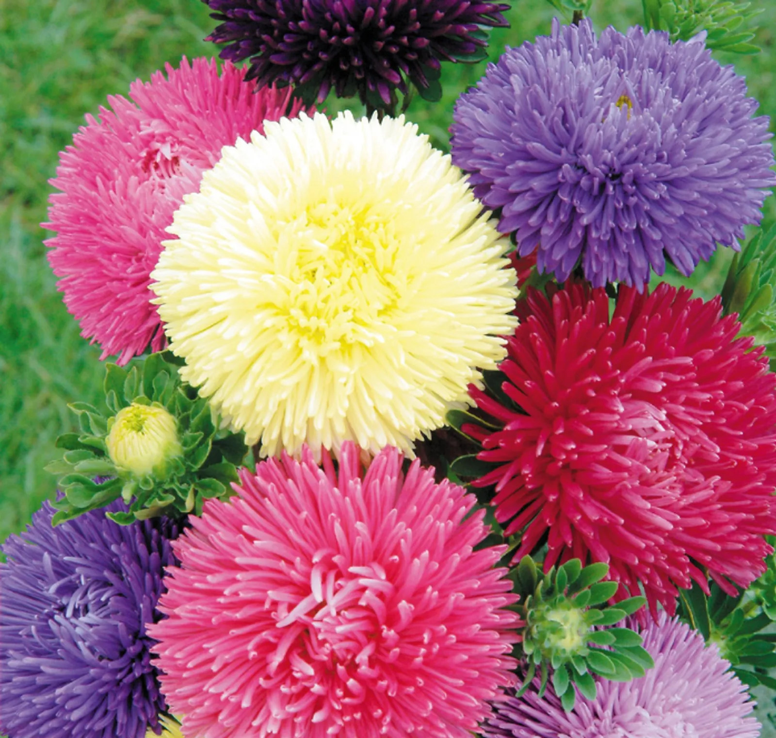 Gala Mix Aster