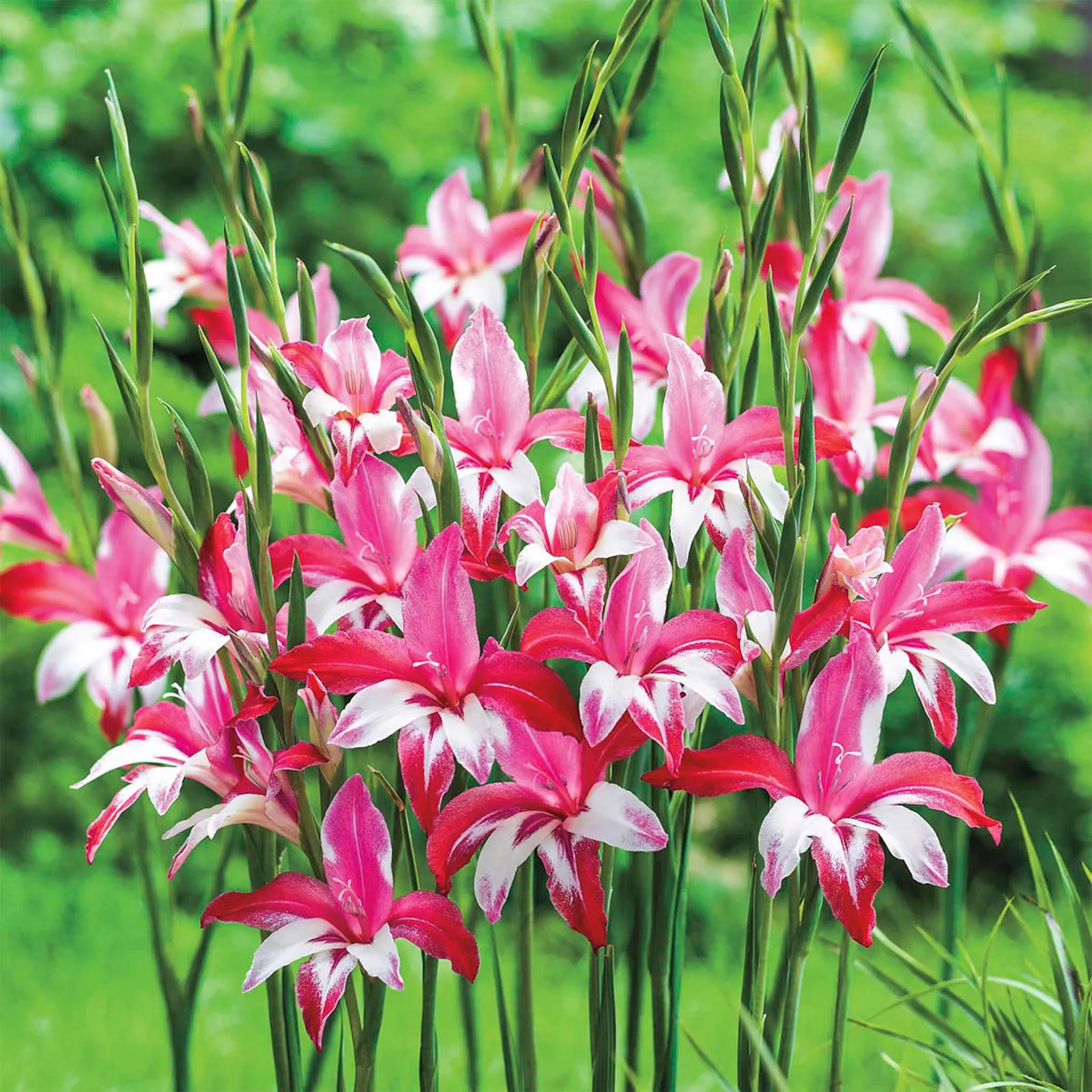 Galaxian Hardy Gladiolus