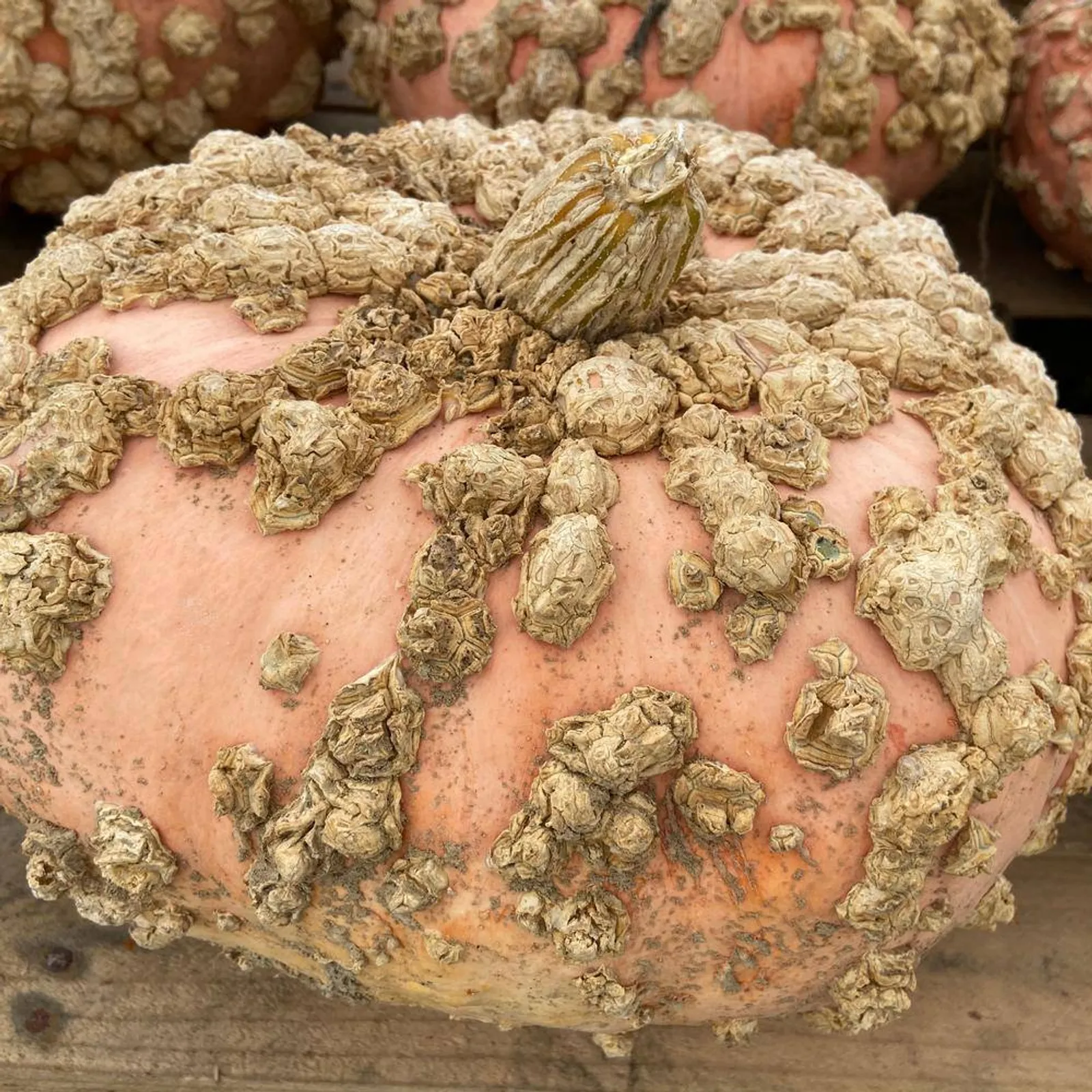 Galeux D'eysines Pumpkin