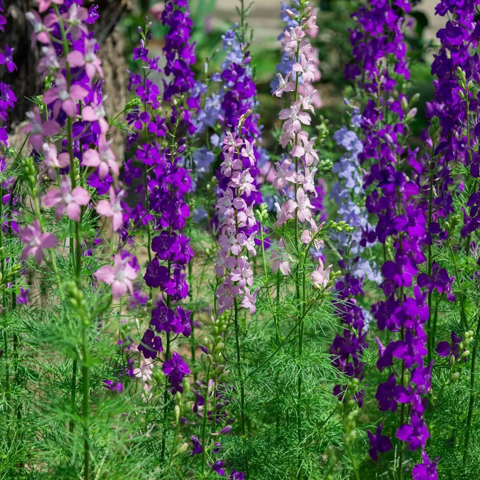 Galilee Blend Larkspur