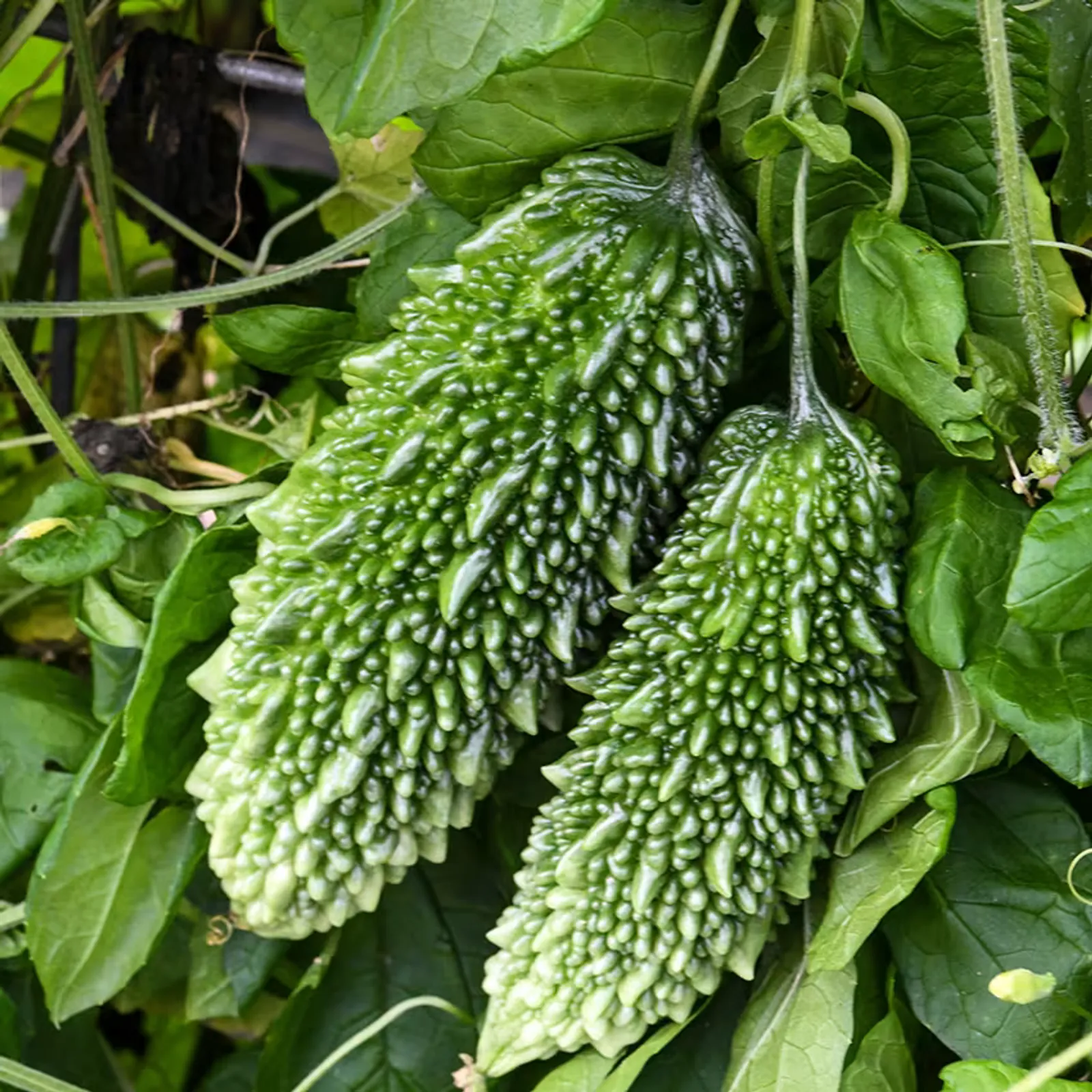 Ganjyu Bitter Melon