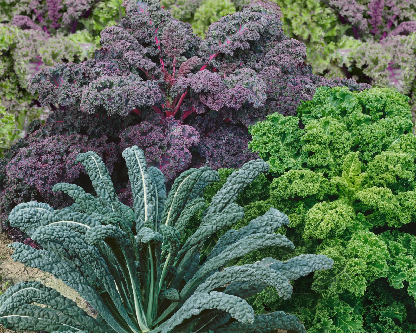 Garden Blend Kale