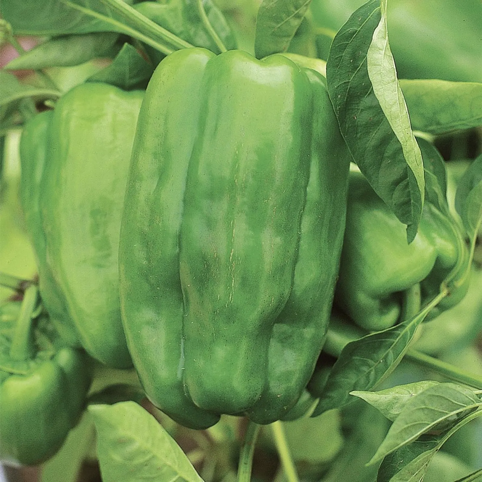 Garden Leader Monster Bell Peppers