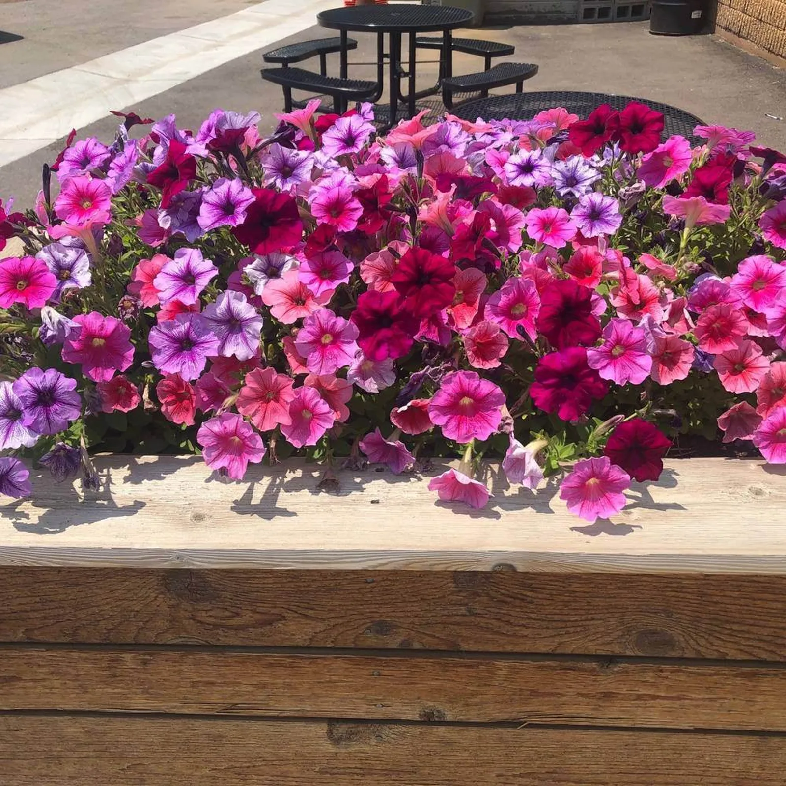 Garden Party Blend Petunia