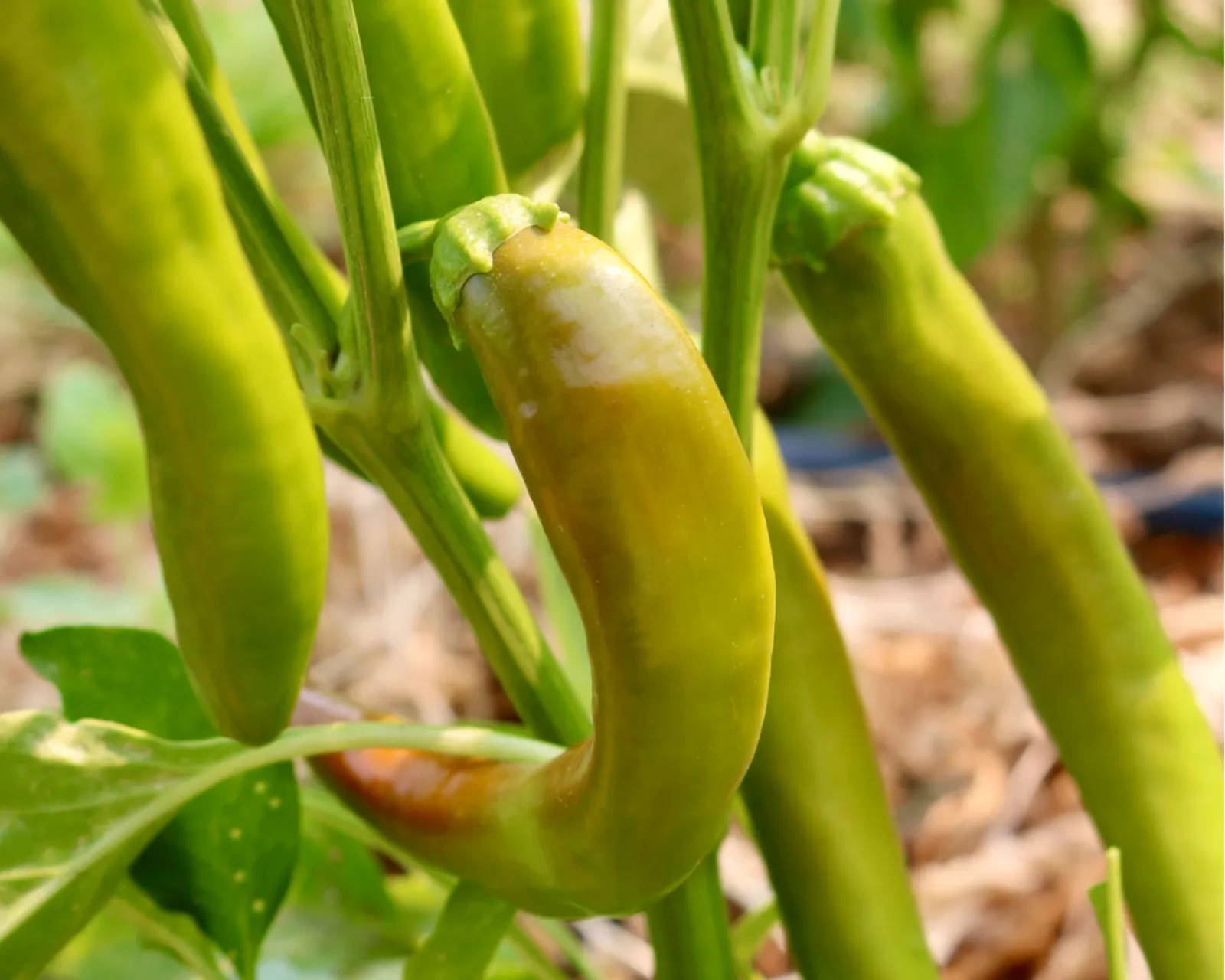 Garden Salsa Peppers