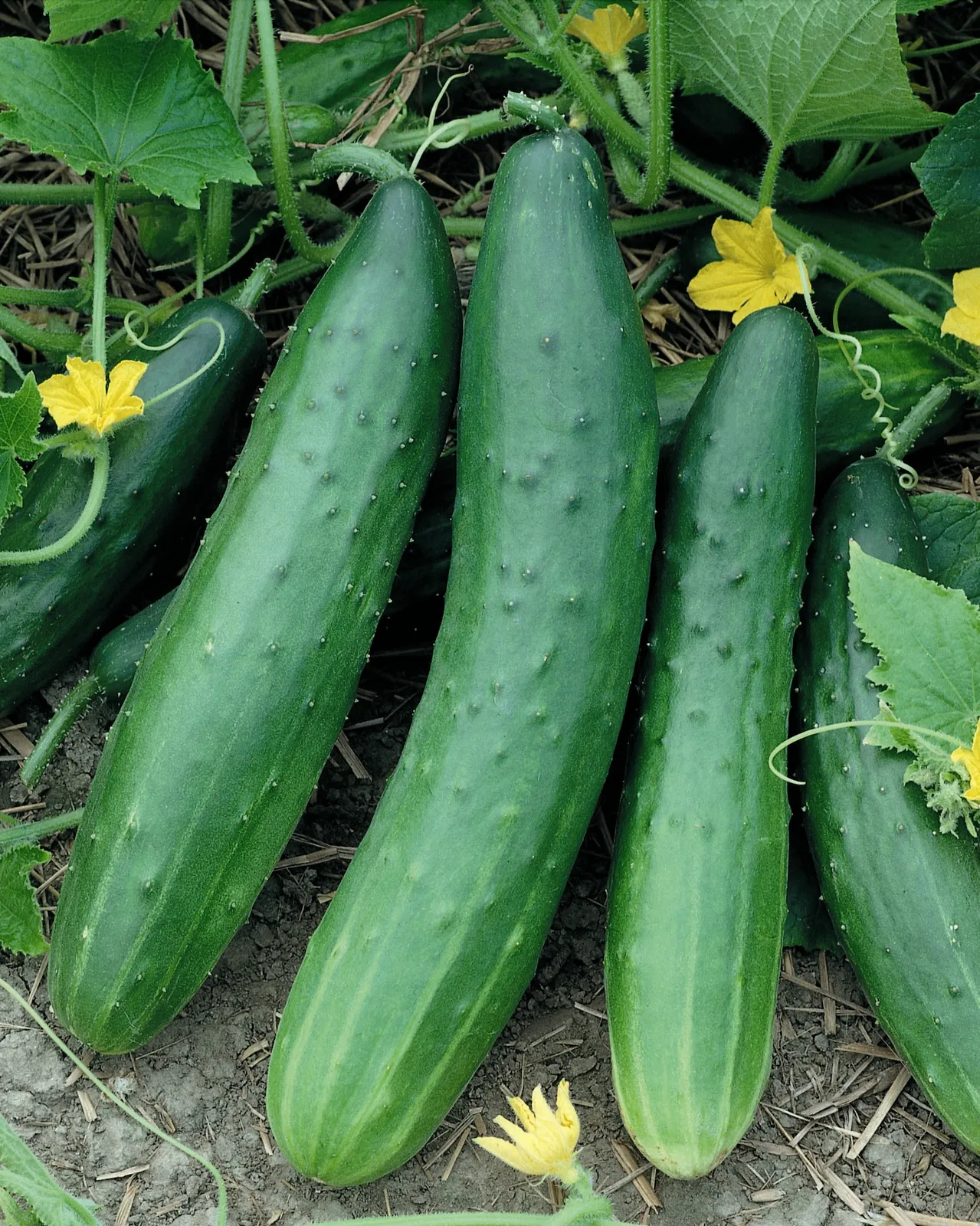 Garden Sweet Burpless Cucumbers