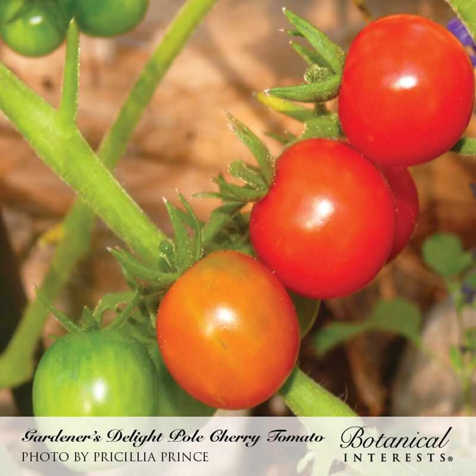 Gardeners Delight Tomatoes