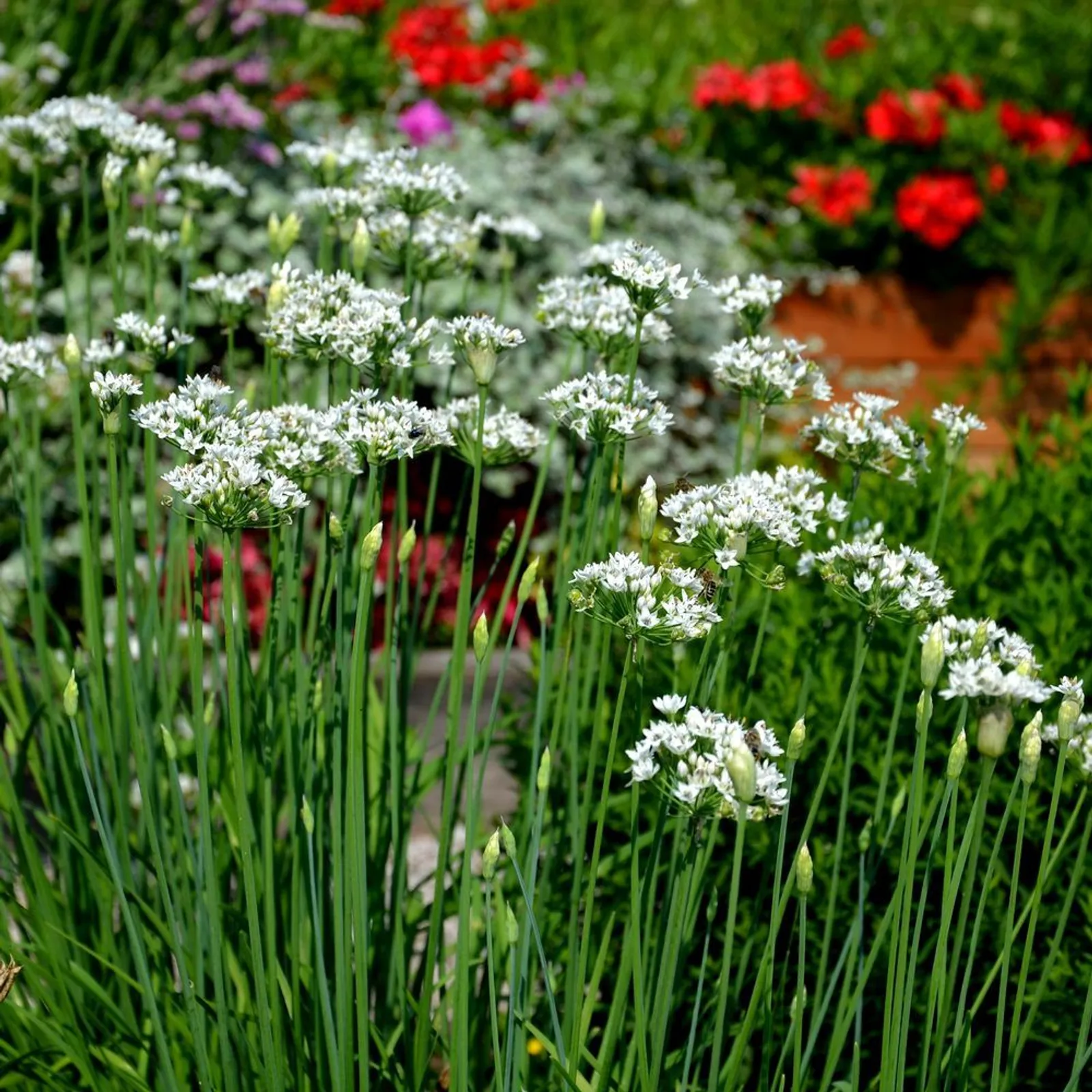 Garlic Chives