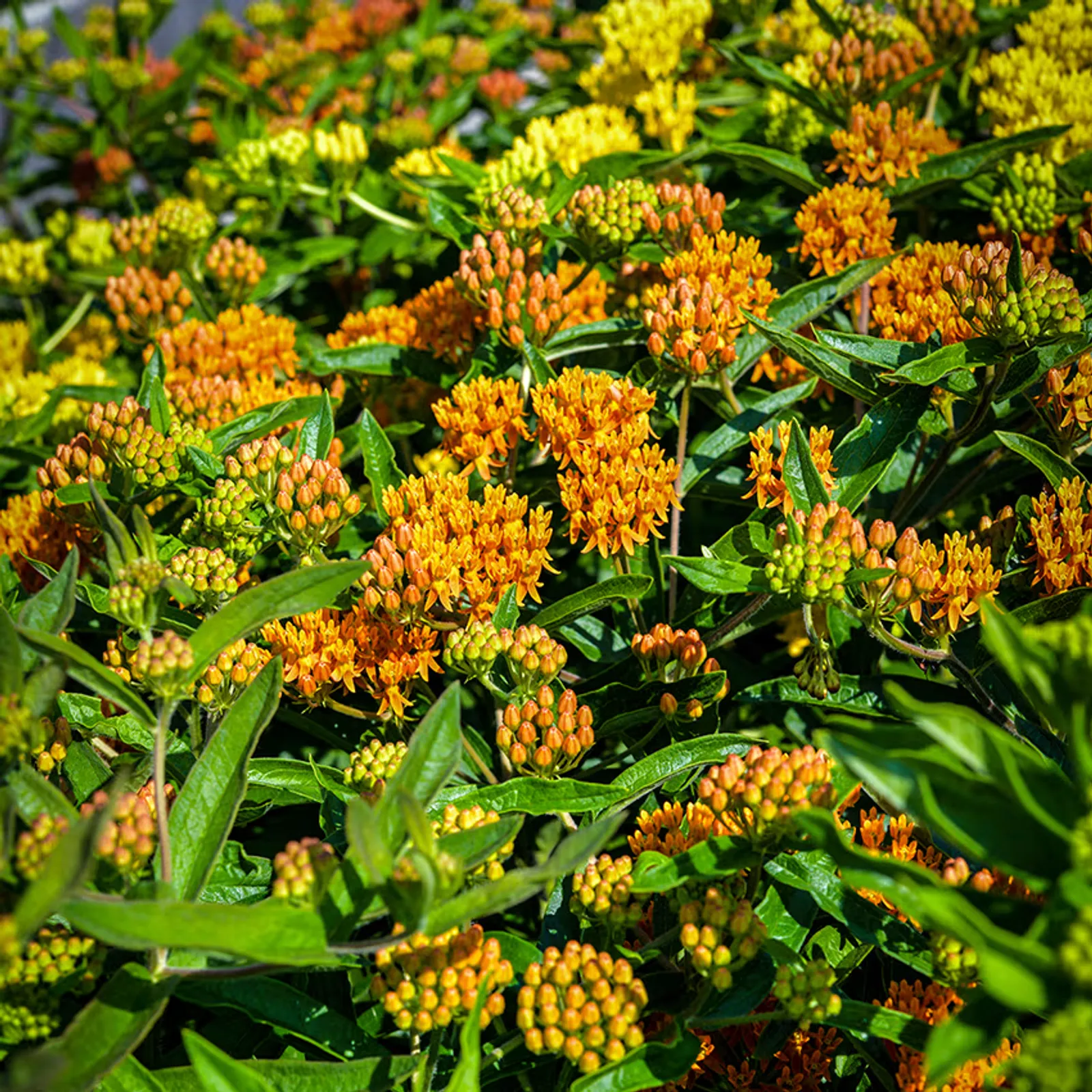 Gay Butterflies Milkweed
