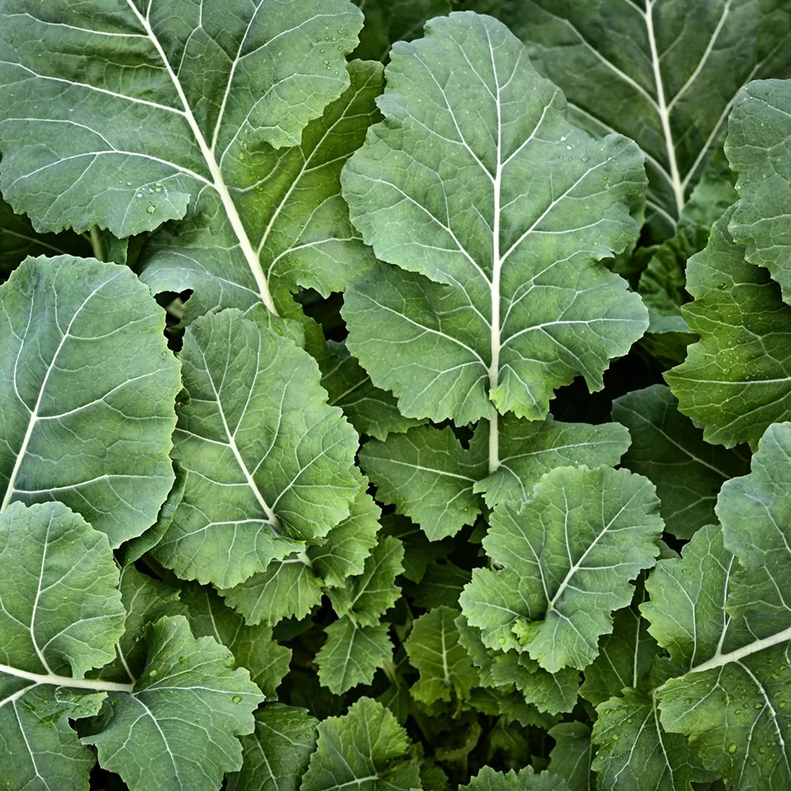Georgia Southern or Creole Kale