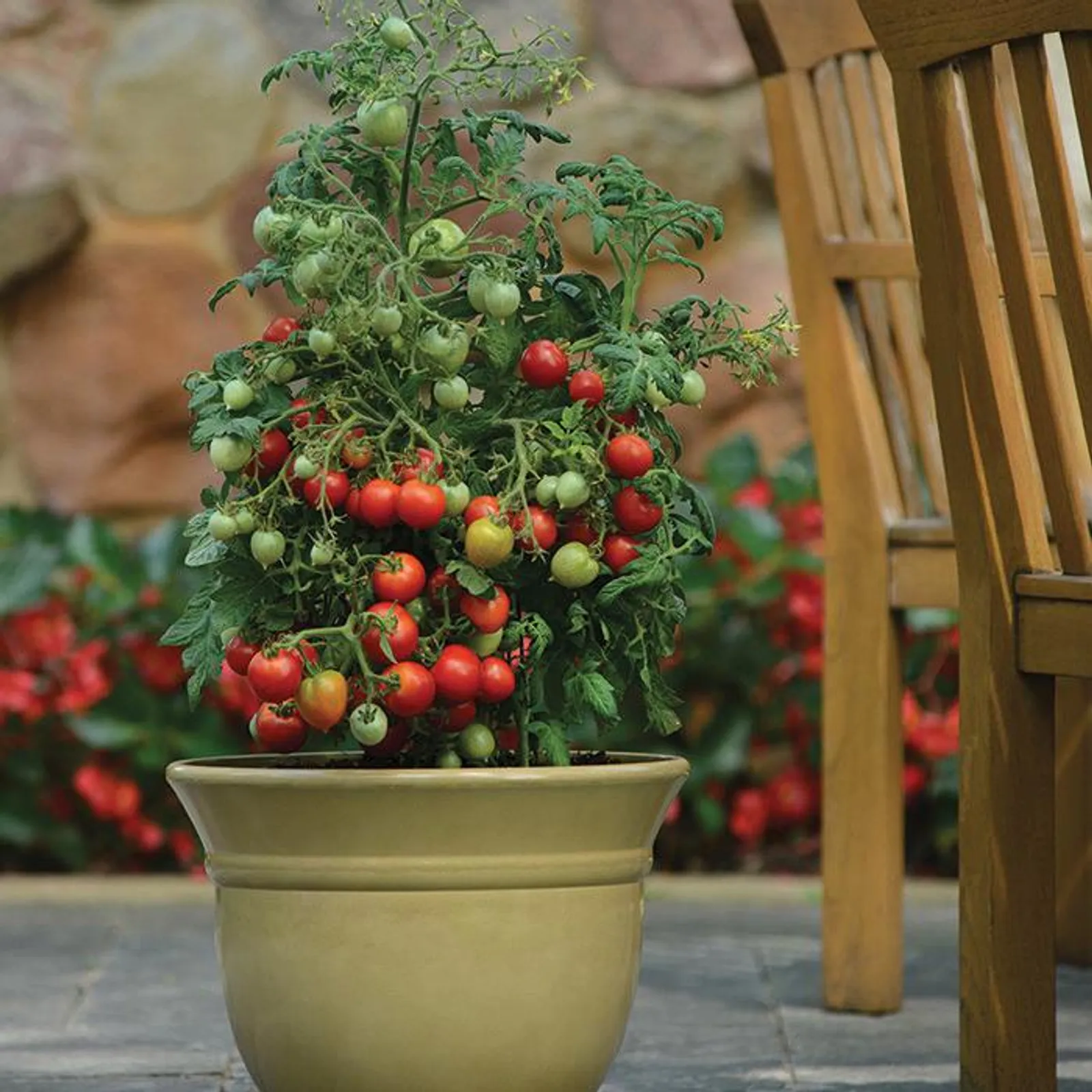 Geranium Kiss Tomatoes
