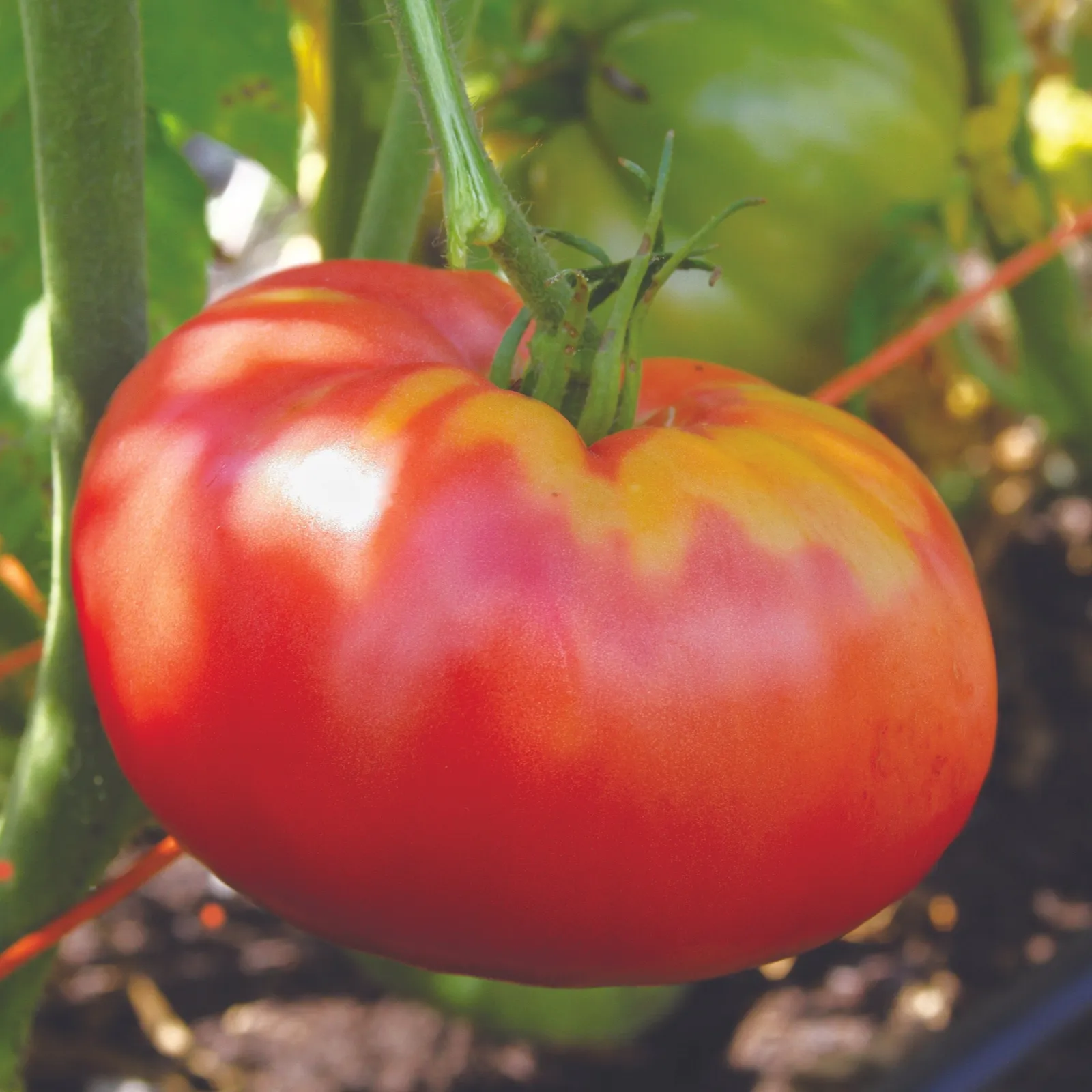 German Pink Tomatoes