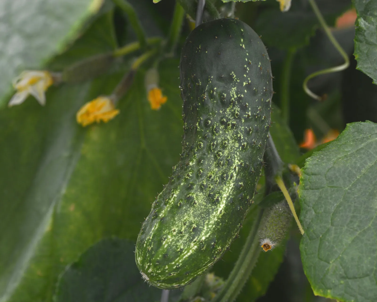 Gherking Cucumbers