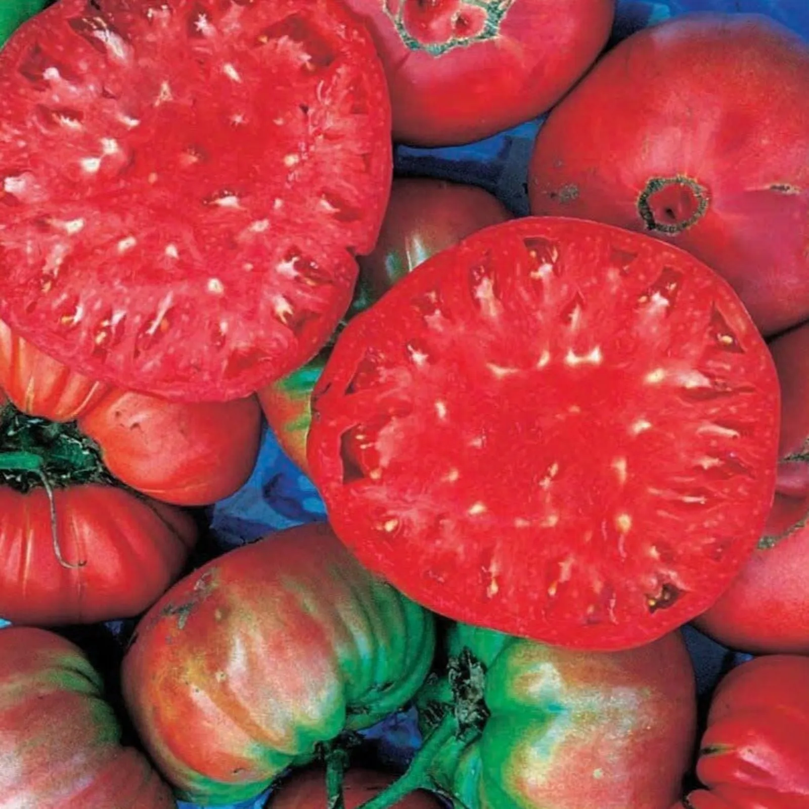 Giant Belgium Tomatoes