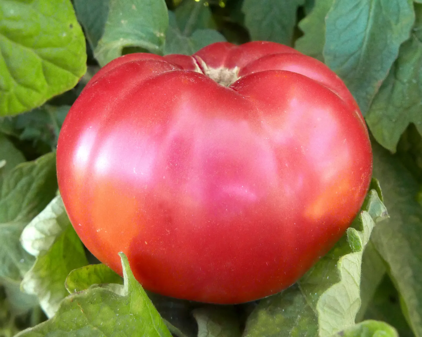 Giant Pink Belgium Tomatoes
