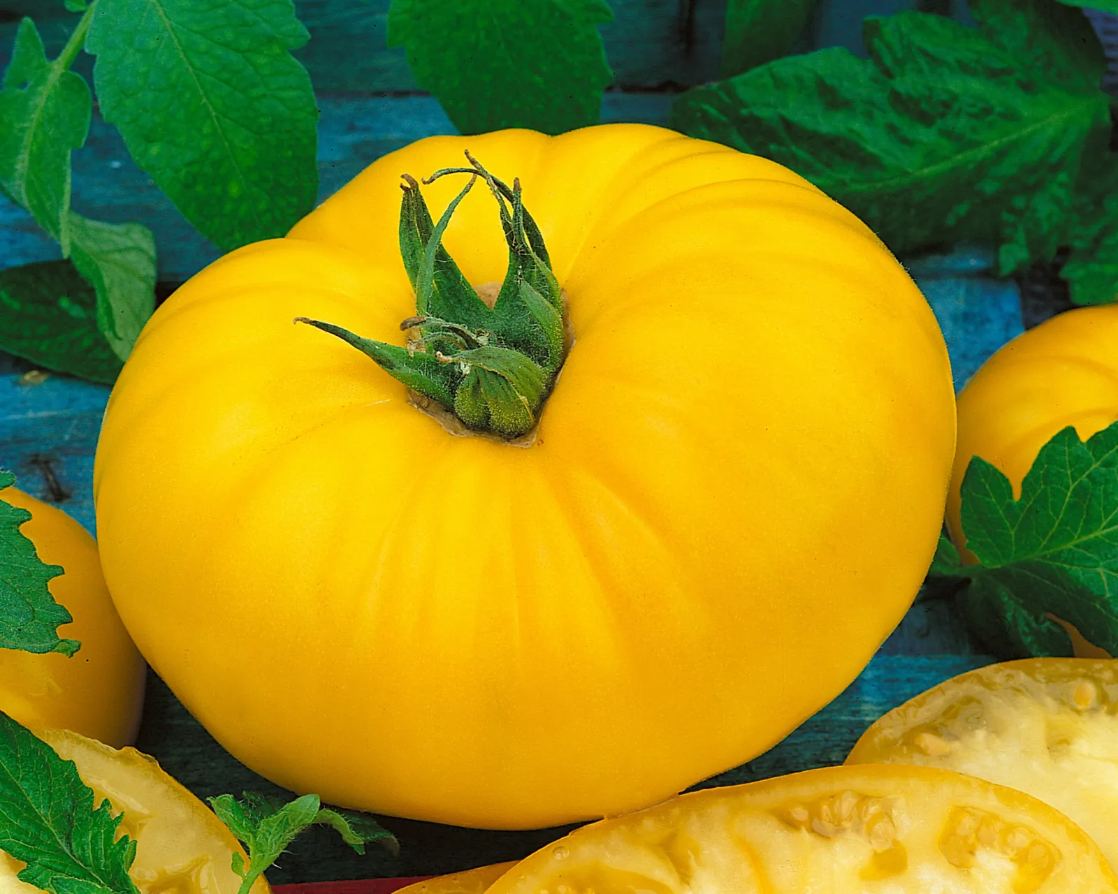 Giant Belgium Yellow Tomatoes