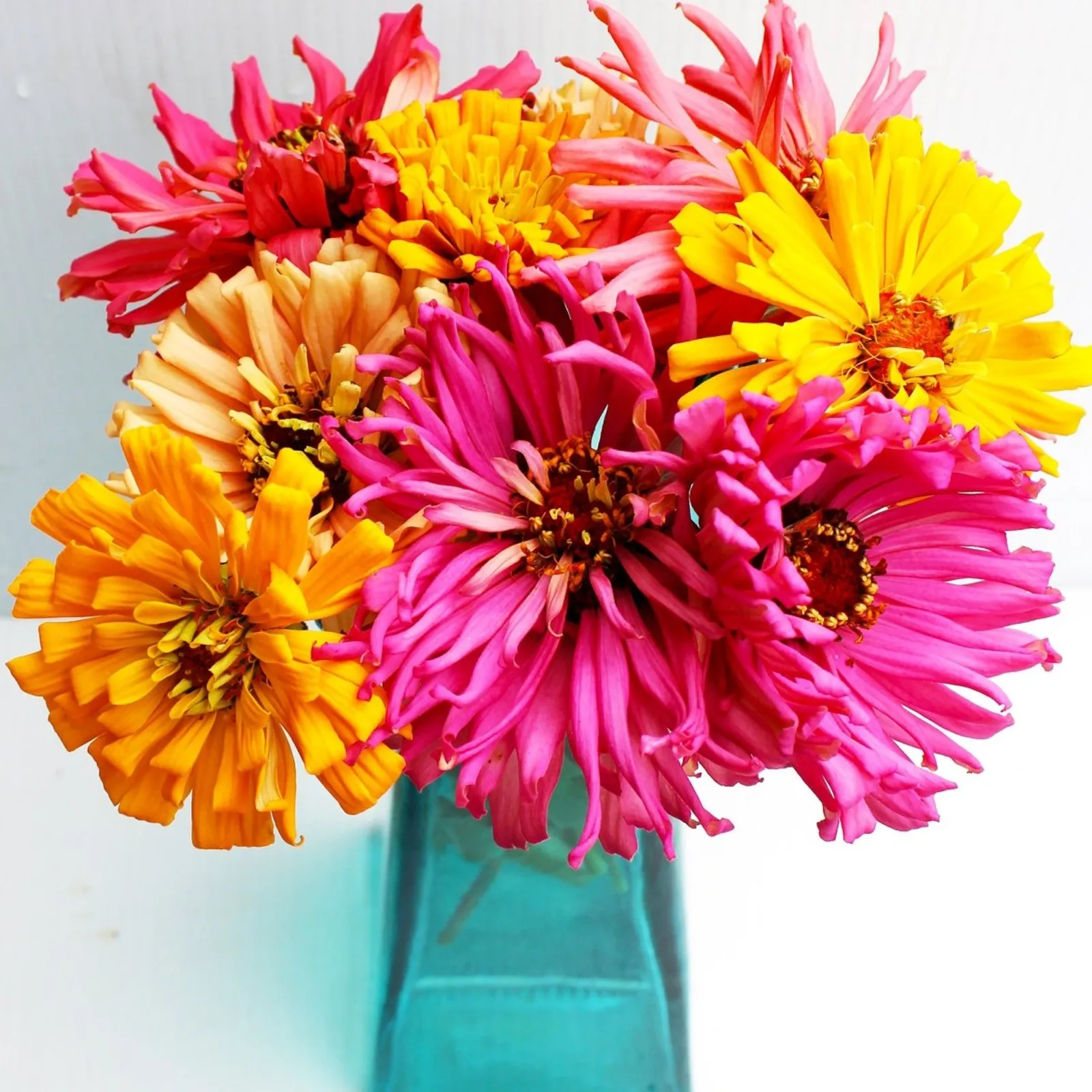 Cactus Flowered Zinnia