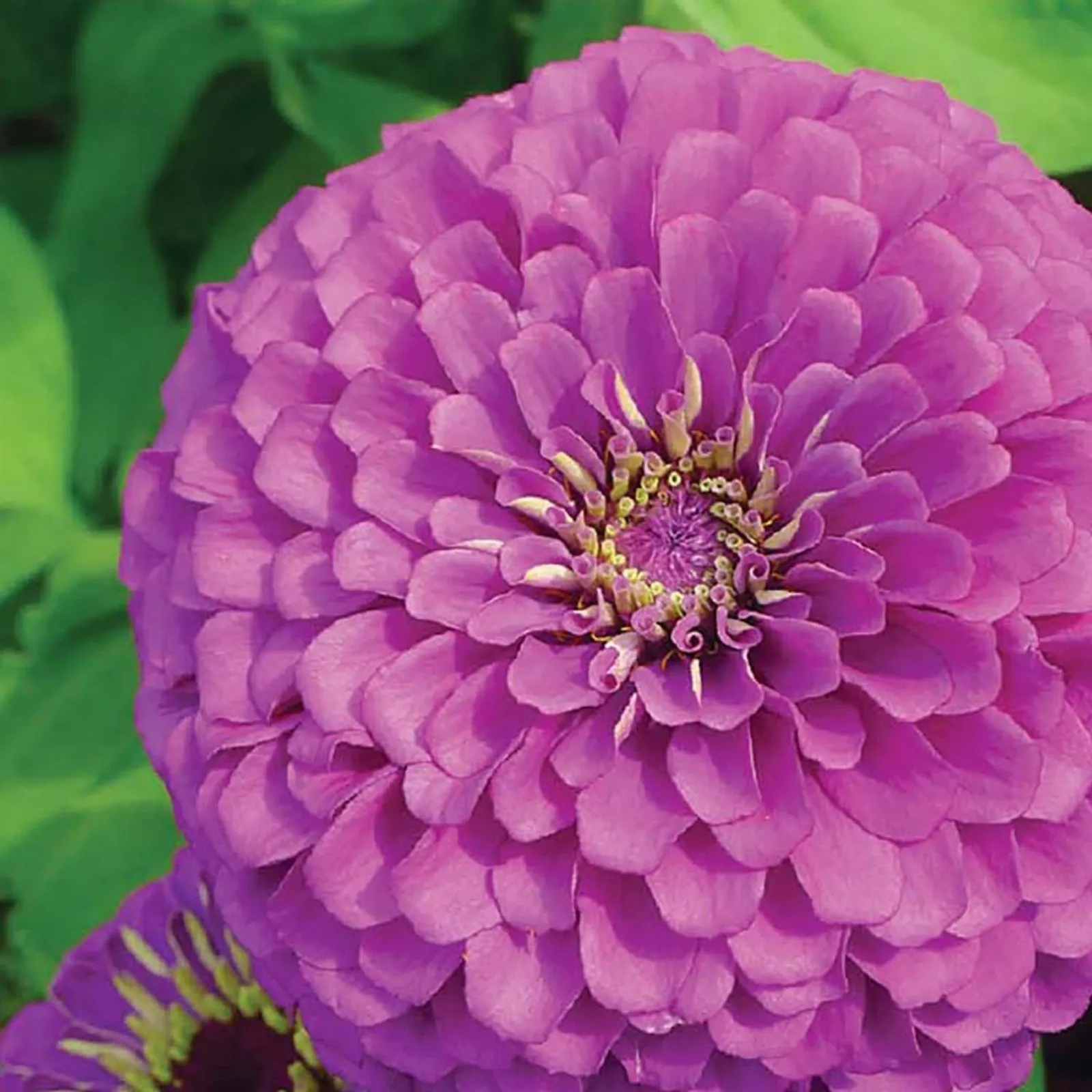 Giant Double Flowered Lavender Gem Zinnia