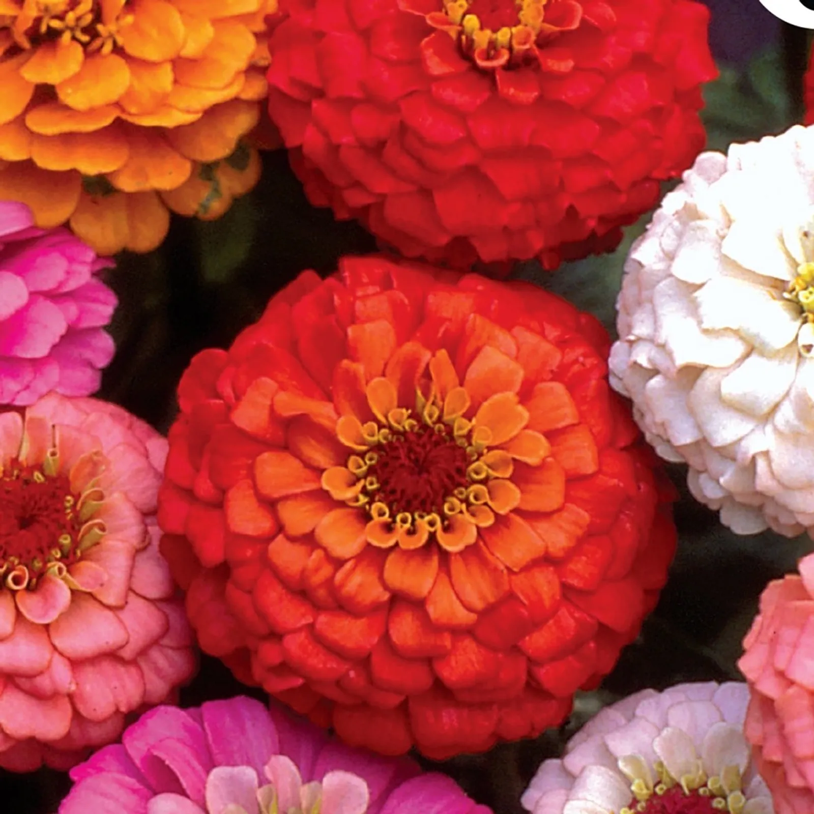 Giant Double Flowered Mixed Colors Zinnia