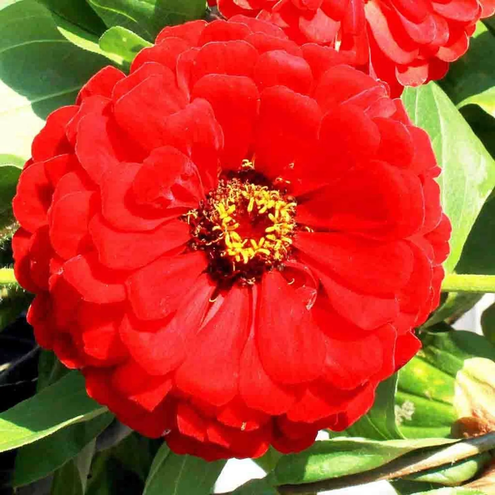 Giant Double Scarlet Flame Zinnia