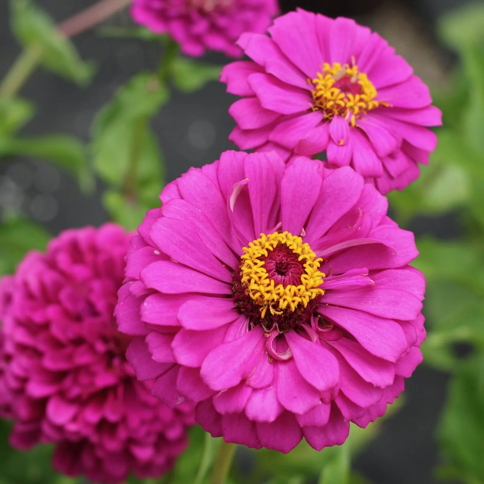 Giant Double Violet Queen Zinnia