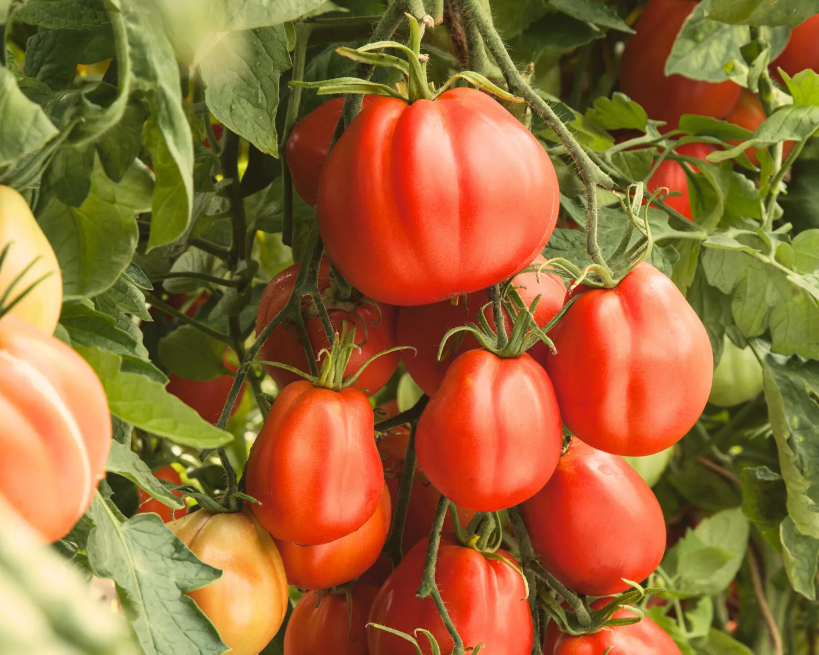 Giant Garden Paste Tomatoes