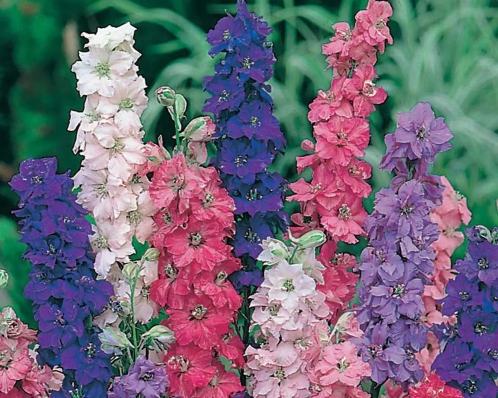 Giant Imperial Mix Larkspur