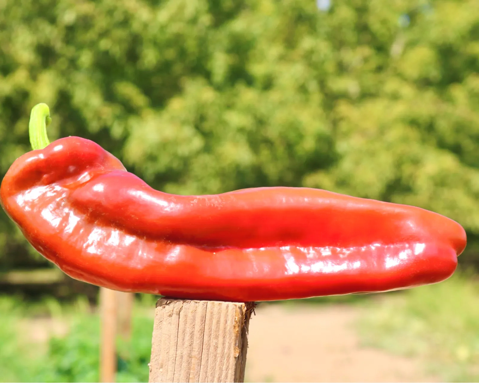 Giant Marconi Peppers