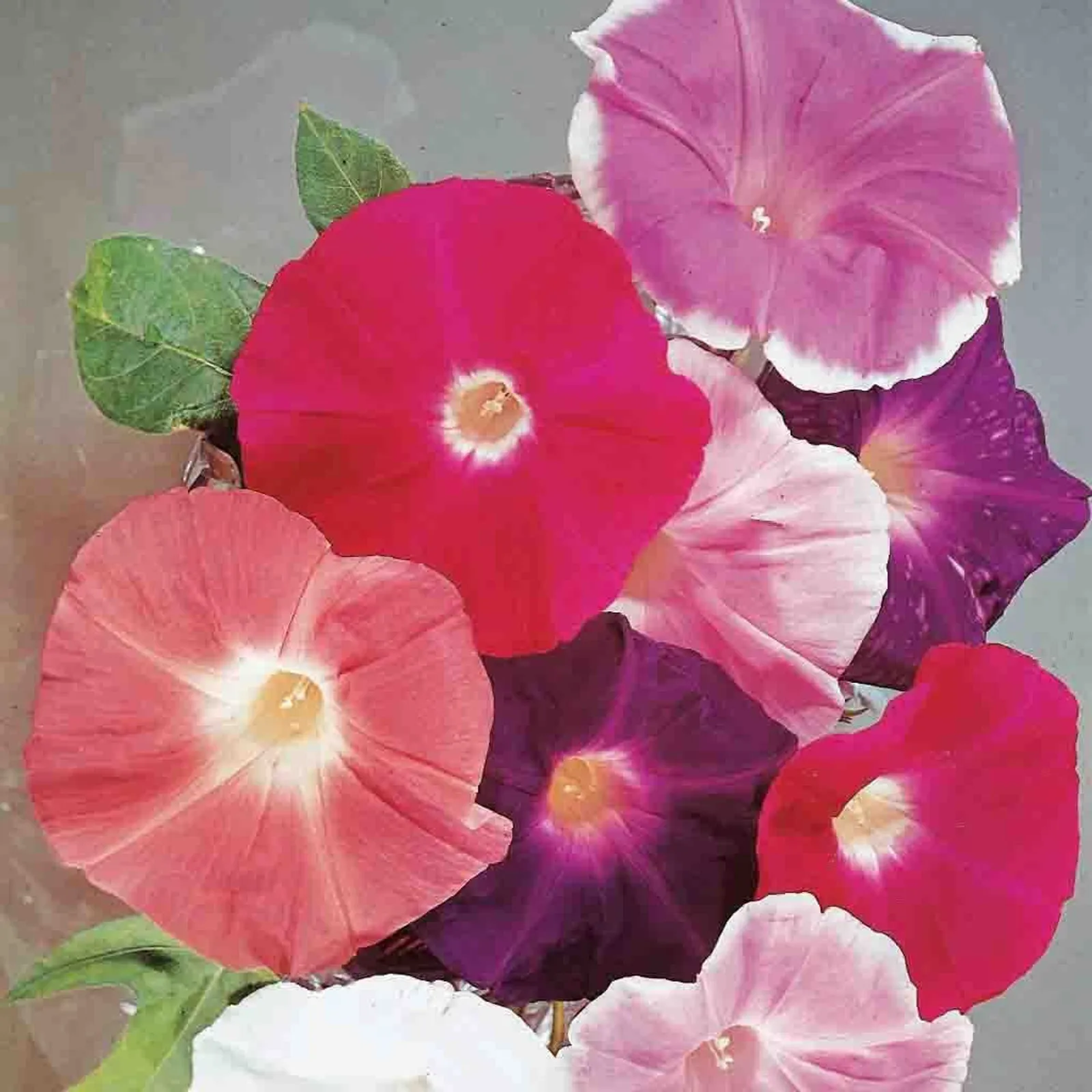 Giant Mixed Colors Morning Glory