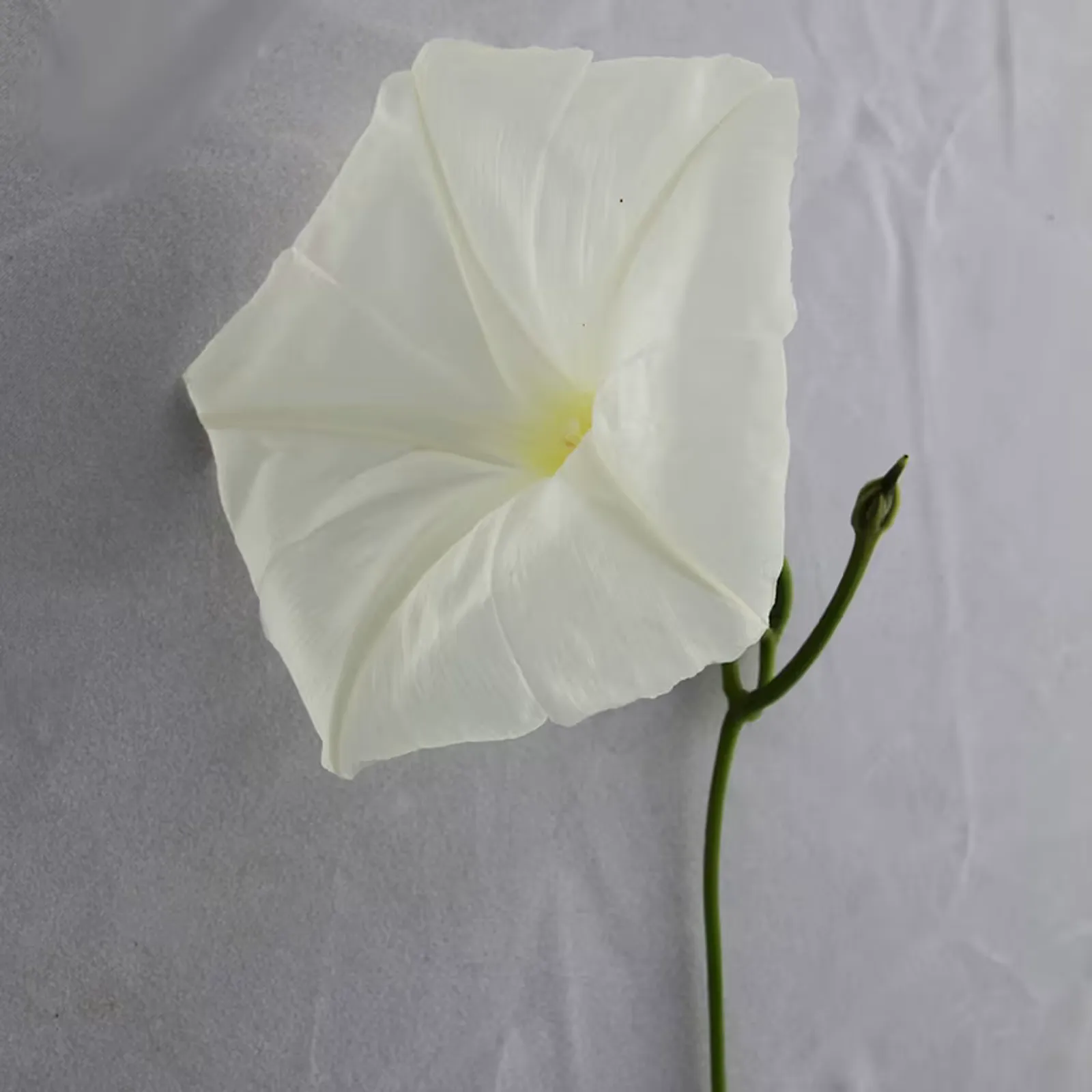 Giant Moonflower Morning Glory