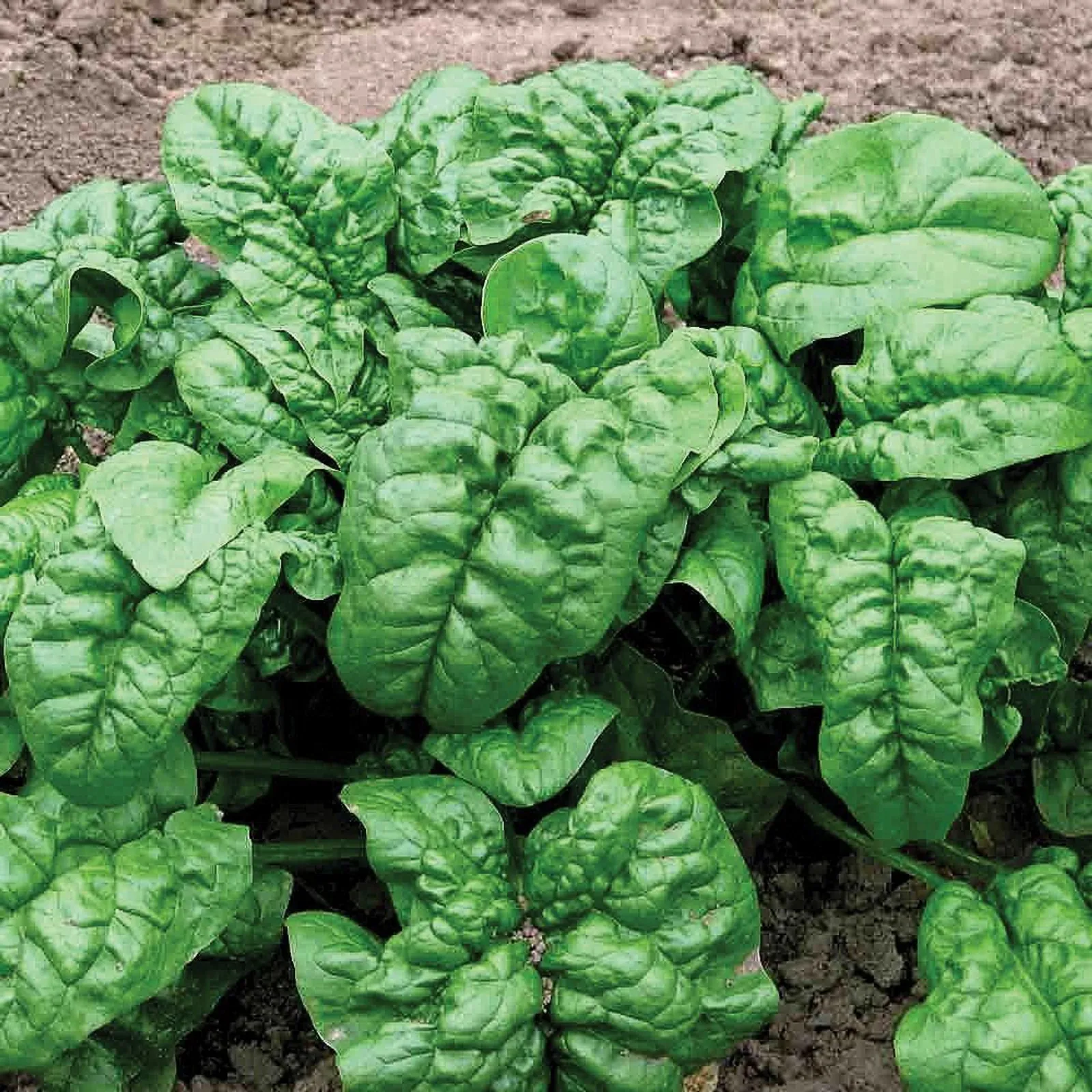 Nobel Giant Spinach