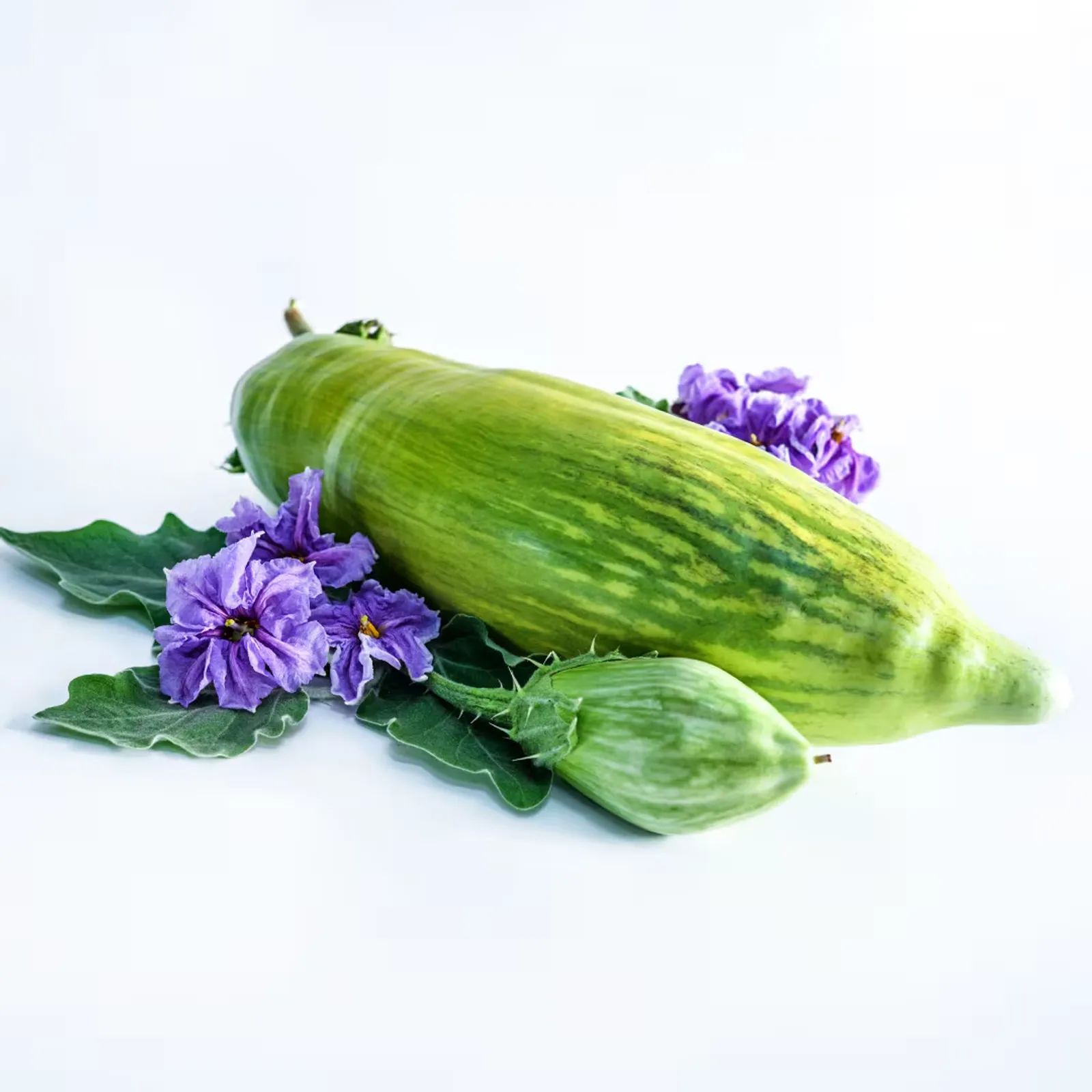 Giant of Barman Eggplant