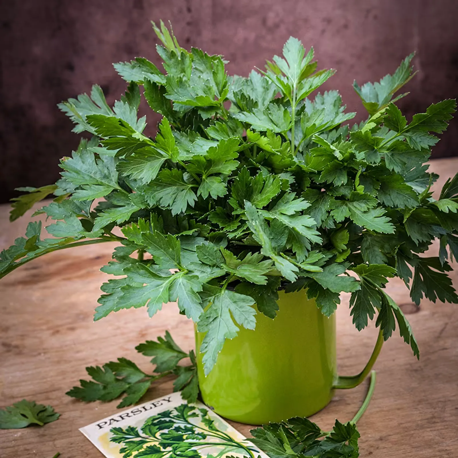 Giant of Italy Parsley